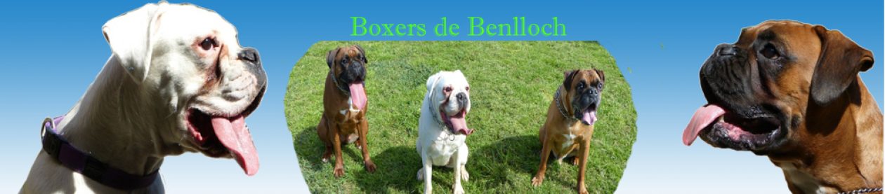 Expos y Concursos de Belleza – Adiestramiento